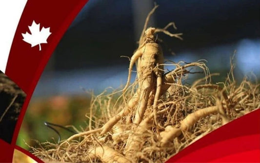 Nhân sâm Canadian Vita có tốt không? Chất lượng của nhân sâm Canada