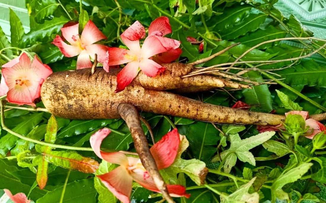 Tác dụng của sâm bố chính, so sánh sâm bố chính và sâm Hàn Quốc